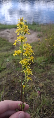 European goldenrod