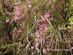Rhododendron noriakianum
