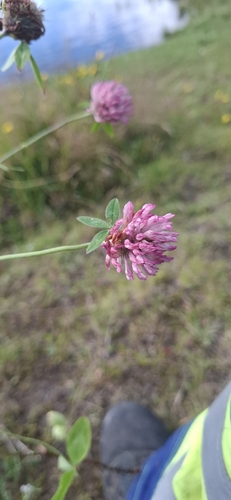 Red Clover