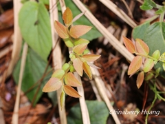 Vaccinium japonicum lasiostemon