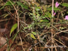 Vaccinium japonicum lasiostemon