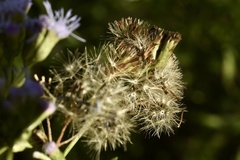 Chromolaena christieana