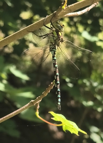 Southern Hawker