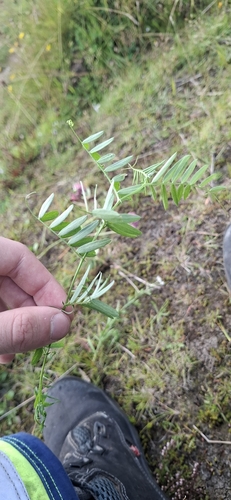 tufted vetch
