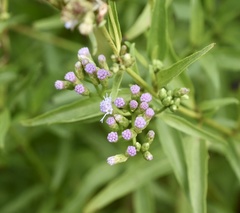 Chromolaena christieana