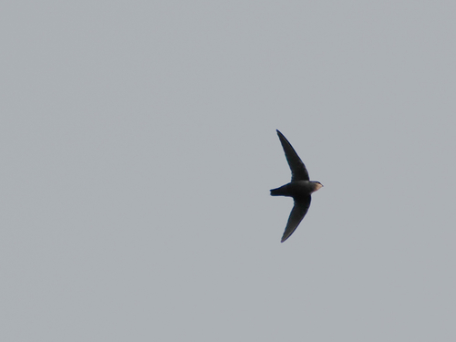 Chimney Swift observed by hz70428in
