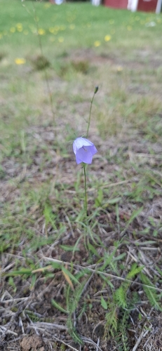 Common Harebell