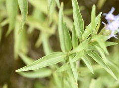 Chromolaena christieana
