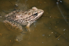 Lithobates neovolcanicus