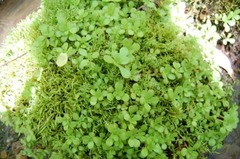 Sedum ternatum