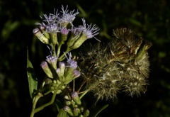 Chromolaena christieana