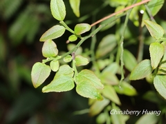 Vaccinium japonicum lasiostemon