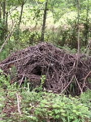 Neotoma fuscipes annectens