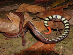 Calliophis intestinalis