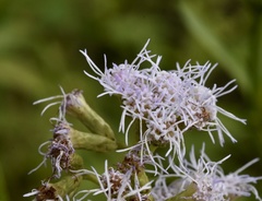 Chromolaena christieana