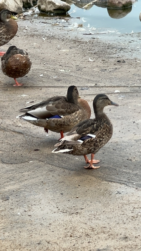 Mallard