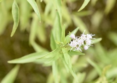 Chromolaena christieana
