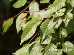Carpinus kawakamii