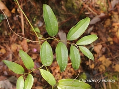 Smilax lanceifolia