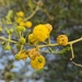 Acacia nilotica