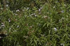 Chromolaena christieana