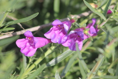 Penstemon