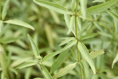 Chromolaena christieana