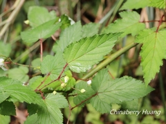 Rubus trianthus