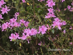 Rhododendron noriakianum