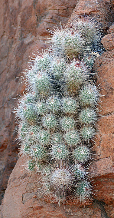 Mammillaria setispina  iNaturalist