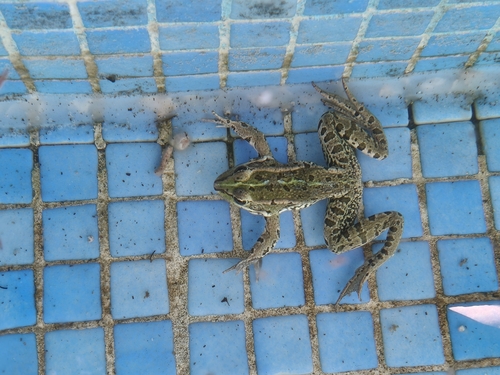 Iberian Green Frog