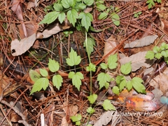 Clematis peterae lishanensis