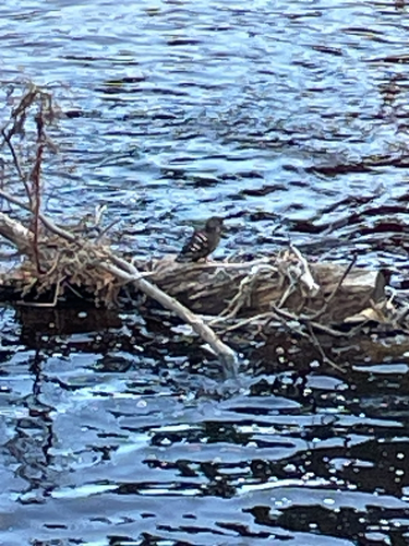 iNaturalist: (c) dlcastles, some rights reserved (CC BY-NC) iNaturalist image