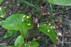 Notelaea ovata