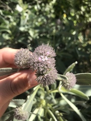 Eriodictyon traskiae smithii