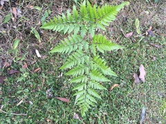 Davallia solida pyxidata