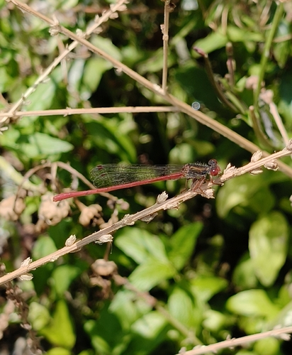 Small Red Damselfly