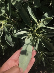 Eriodictyon traskiae smithii