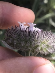 Eriodictyon traskiae smithii