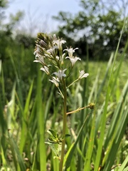 Lysimachia candida