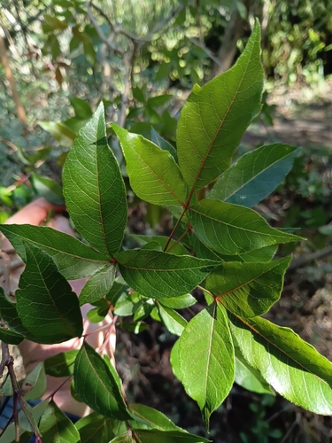 Searsia chirindensis, photograph 6