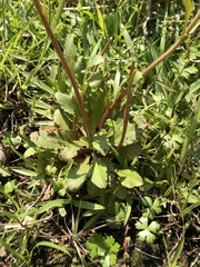 Lysimachia candida