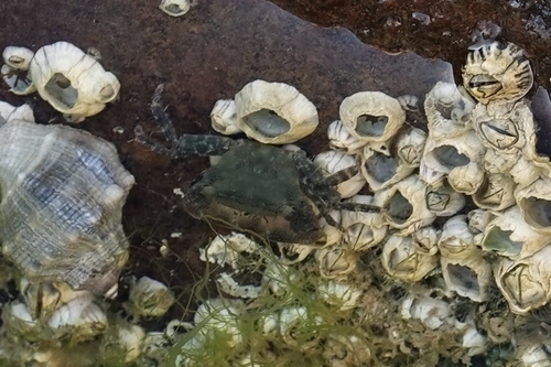 Pachygrapsus gracilis observed 2026-08-11
