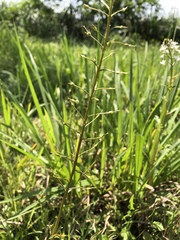 Lysimachia candida