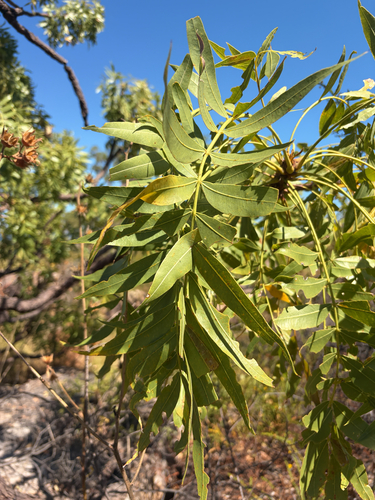 Owenia vernicosa, 2026-08-09