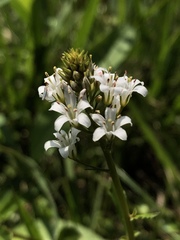 Lysimachia candida