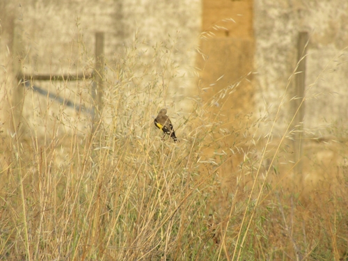 European Goldfinch