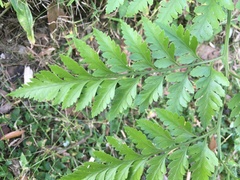 Davallia solida pyxidata