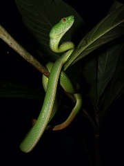 Trimeresurus sabahi