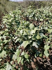 Ambrosia chenopodiifolia